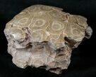 Polished Fossil Coral Head - Very Detailed #14644-1